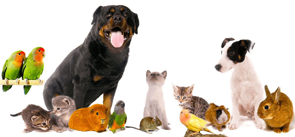 Перевозка животных Картинка